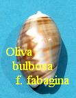 Oliva (Carmione) bulbosa f. fabagina, Lamarck 1811